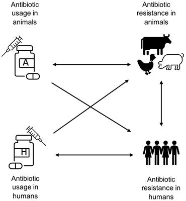 The effect of antibiotic usage on resistance in humans and food-producing animals: a longitudinal, One Health analysis using European data